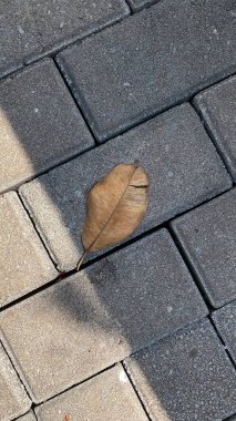 Kaldırımda sonbahar yaprağı, yakın - yakın