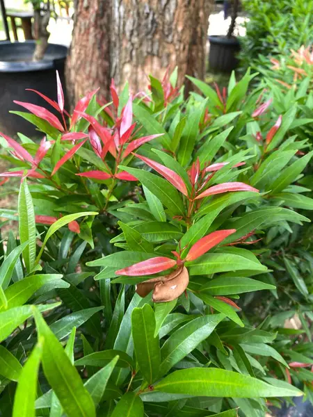 Güzel botanik fotoğrafı, doğal duvar kağıdı.