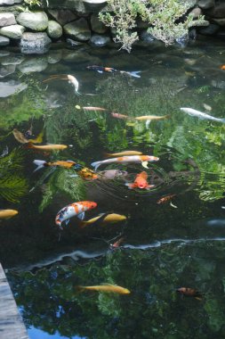 Göldeki koi balığı.