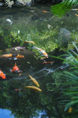 Göldeki koi balığı.
