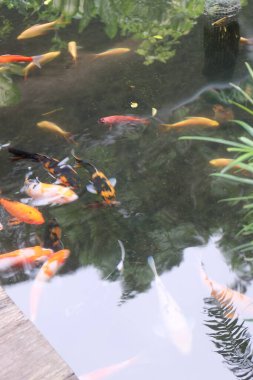 Koi balığı gölde