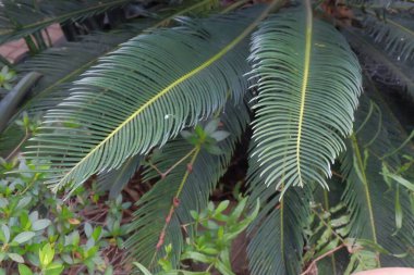 Bahçedeki palmiye ağaçları