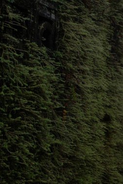 Duvarda yeşil yosun