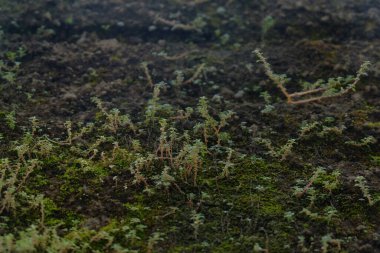 Nehir kıyısındaki yeşil yosunlar, derin alan derinliğine dikkat edin.