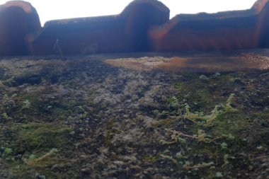 Yosun dolu eski ahşap çitler.