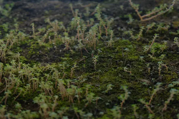 Yosun arkaplanında yosun.