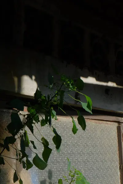 Şehirde terk edilmiş eski bir ev.