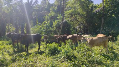 Hayvanlar yemyeşil tropikal orman otlaklarında otlar.