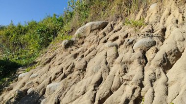 Erimiş nehir kıyısı, açığa çıkmış kökler, bitki örtüsü, güneşli gün, çevre