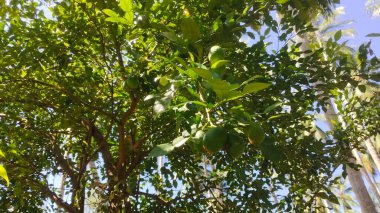 Limon ağacının alçak açılı görüntüsü, olgun limonlar, güneşli bir gün, tropik bir hava.