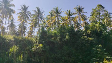 Bereketli tropik palmiye korusu, güneş ışığı, yeşillik, sakin manzara, Nat