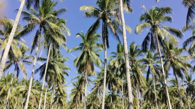 Tropikal Hindistan Cevizi Palmiye Bahçesi, Güneşli Gün, Yeşillik, Tatil 