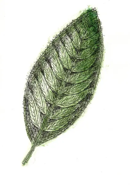 Suluboya arka planda siyah çizgili bir ağaç yaprağı tasviri.