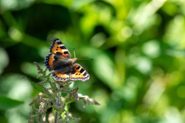 Bir kelebek yaprağın üzerine tünemiştir. Kelebek turuncu ve siyahtır. Yaprak yeşil.