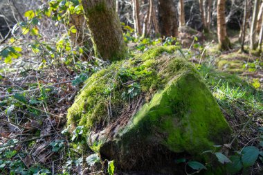 Ormanda yosun kaplı bir kaya. Yosun yeşildir ve kaya büyüktür.