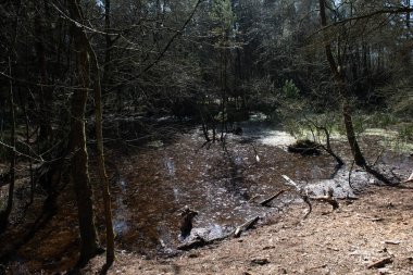 Etrafı ağaçlarla çevrili bir ormandaki gölet. Su bulanık ve ağaçların arasından güneş parlıyor.