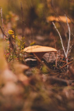 Ormanda mantar, sonbahar ormanı