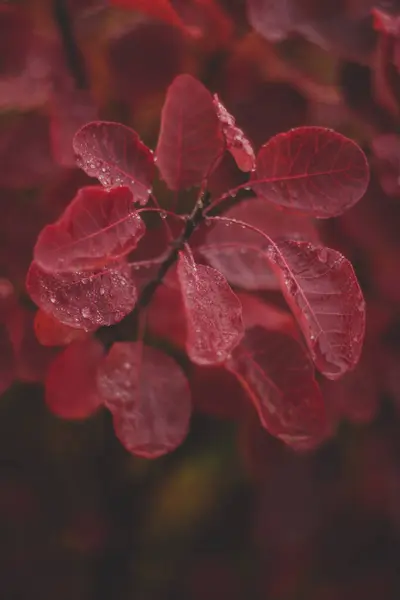 Sonbahar kırmızı yaprakları yağmur damlaları, arkaplan, duvar kağıdı 