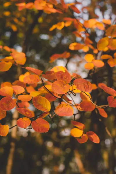 sonbahar sarı yaprakları, arkaplan, duvar kağıdı 