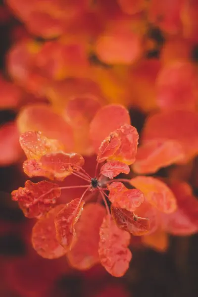 sonbahar kırmızı yaprakları, arkaplan, duvar kağıdı 