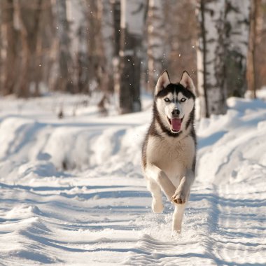Husky kış ormanında koşar