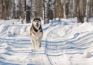 Husky kış ormanında koşar