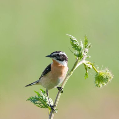 The whinchat (Saxicola rubetra) clipart