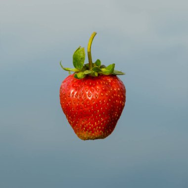 Bahçe çileği (ya da basitçe çilek; Fragaria ananassa)