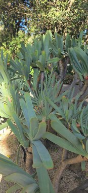 Güzel botanik fotoğrafı, doğal duvar kağıdı.
