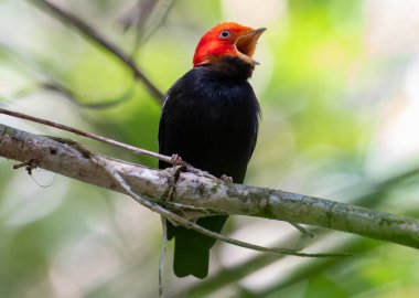 Kızıl saçlı kuş ormanda ötüyor