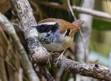 Ağaç gövdesindeki kuş.