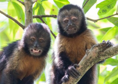 Capuchin maymunları aşağı bakıyor