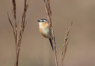 Çimlerin üzerinde nesli tükenmekte olan bir kuş