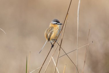 Güzel ve küçük kuş tünemiş