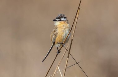 Narin bir kuş otların üzerine tünemiş.