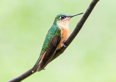 Dişi bir sinekkuşu bir dala tünedi.