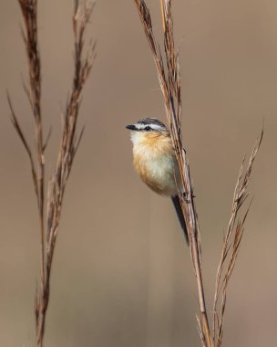 Otların üzerinde küçük bir kuş