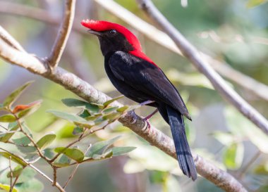Güzel ibikli kuş tünemiş