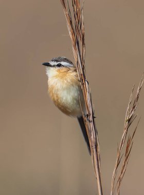 Güzel küçük kuş otların üzerine tünemiş.