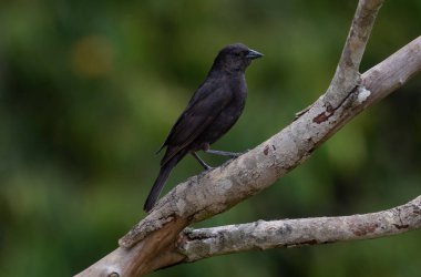 Ağaç gövdesine tünemiş siyah bir kuş
