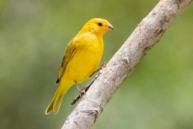 Sarı bir kanarya bir ağaç gövdesinde duruyor..