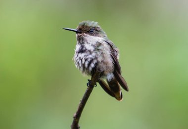 Dişi bir sinekkuşu ince bir dala tünemiş..