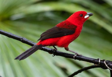 Bir ağaç gövdesine tünemiş kırmızı bir tropikal kuş.