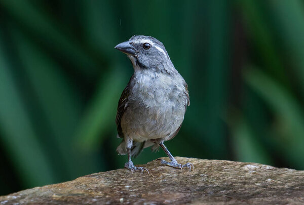 A famous Brazilian singer is searching for something to eat.