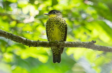 Arka planda yemyeşil yapraklarla çevrili bir ormana tünemiş sarı bir kuş..