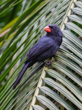 Bir palmiye ağacının yemyeşil yaprakları arasında zarif bir şekilde tünemiş parlak tüyleri gün ışığında parlayan parlak siyah bir kuş..