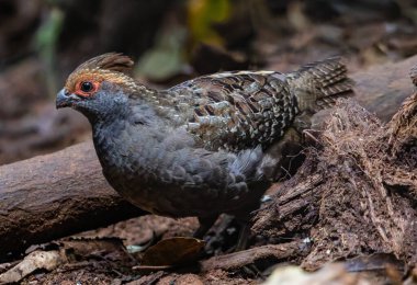 Brezilyalı bir bıldırcın, yaprak yığınının altında saklı hazineler ararken ormanın zeminini nazikçe tarıyor ve toprağı gagalıyor. Bu büyüleyici kuş, her ihtiyatlı adımla keşif ve merak ruhunu somutlaştırıyor..