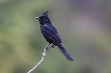Siyah bir ibikli kuş bir direğe tünemiş..