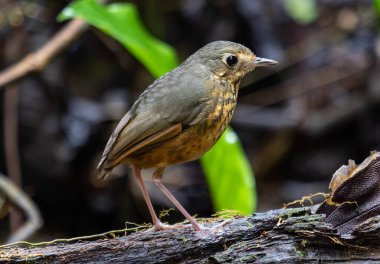 Ormanda yiyecek arayan uzun bacaklı bir kuş..