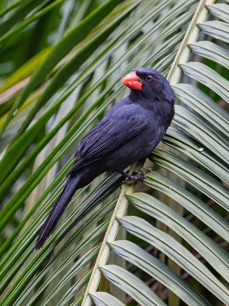 Bir palmiye ağacının yemyeşil yaprakları arasında zarif bir şekilde tünemiş parlak tüyleri gün ışığında parlayan parlak siyah bir kuş..